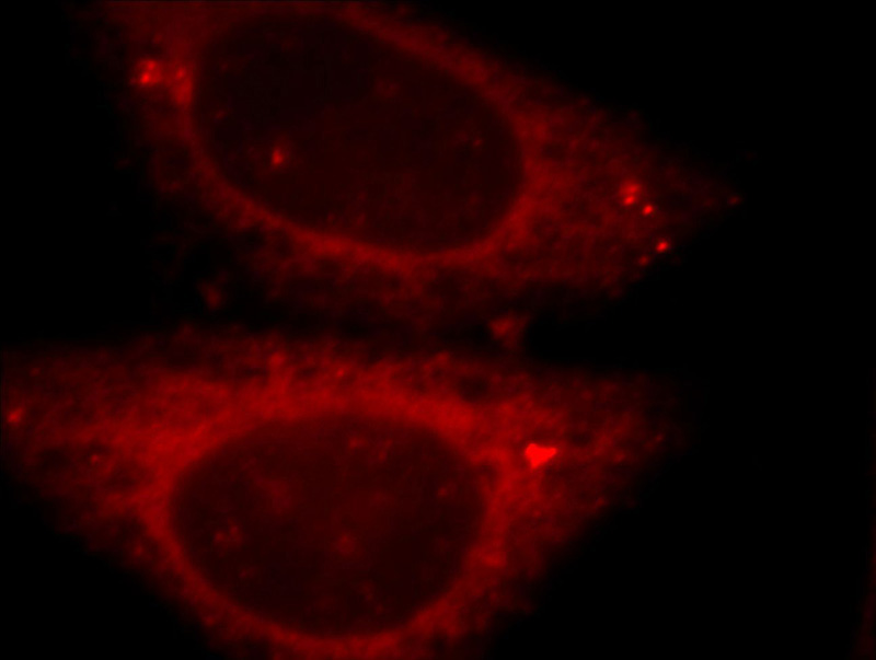 Immunofluorescent analysis of HepG2 cells, using PRDX2 antibody Catalog No:113720 at 1:25 dilution and Rhodamine-labeled goat anti-rabbit IgG (red).