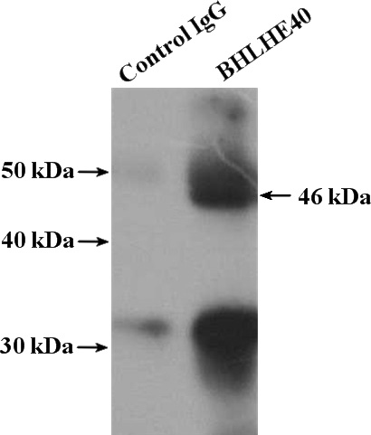 IP Result of anti-BHLHE40 (IP:Catalog No:117138, 4ug; Detection:Catalog No:117138 1:600) with SGC-7901 cells lysate 2200ug.
