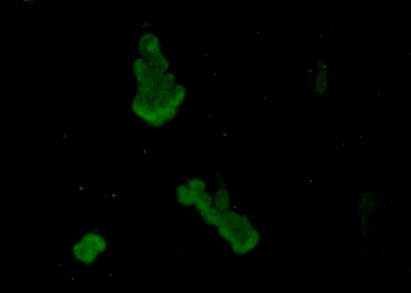 Immunofluorescent analysis of HEK-293 cells using Catalog No:107935(AKAP8L Antibody) at dilution of 1:50 and Alexa Fluor 488-congugated AffiniPure Goat Anti-Rabbit IgG(H+L)