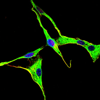 Immunofluorescence analysis of NIH/3T3 cells using GRK2 mouse mAb (green). Blue: DRAQ5 fluorescent DNA dye.