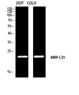Fig1:; Western blot analysis of 293T COLO using MRP-L35 antibody. Antibody was diluted at 1:2000. Secondary antibody（catalog#: HA1001) was diluted at 1:20000