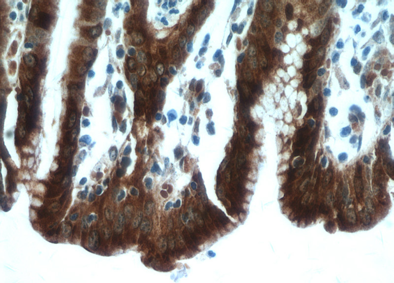 Immunohistochemical of paraffin-embedded human stomach using Catalog No:110877(GKN1 antibody) at dilution of 1:100 (under 40x lens)