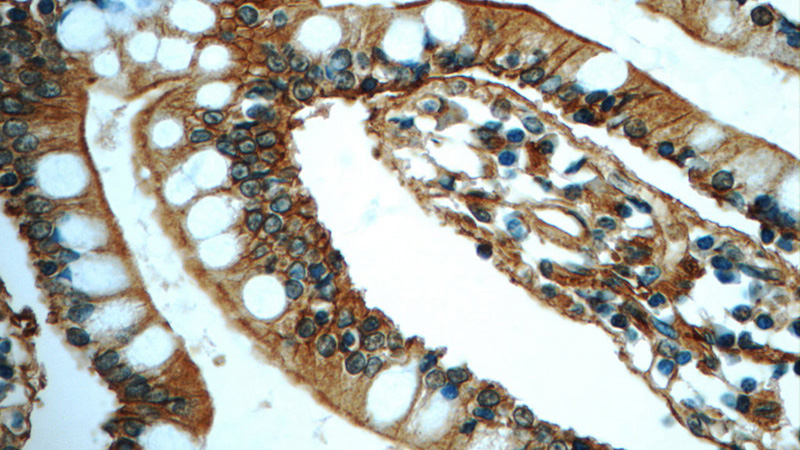 Immunohistochemistry of paraffin-embedded human small intestine tissue slide using Catalog No:108092(ANXA13 Antibody) at dilution of 1:50 (under 40x lens)