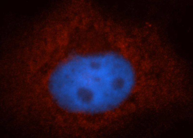 Immunofluorescent analysis of A431 cells, using POFUT1 antibody Catalog No:113993 at 1:50 dilution and Rhodamine-labeled goat anti-rabbit IgG (red). Blue pseudocolor = DAPI (fluorescent DNA dye).