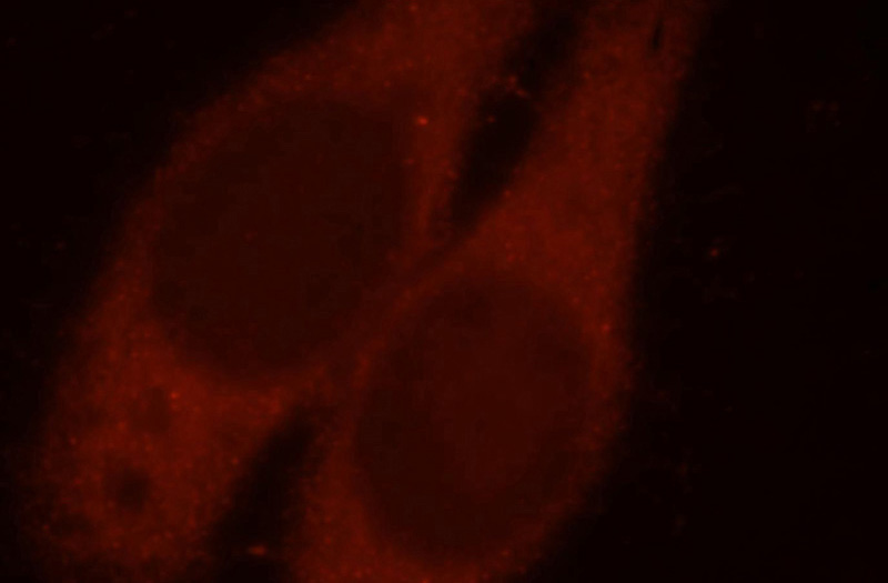 Immunofluorescent analysis of HepG2 cells, using MAPKAP1 antibody Catalog No:112438 at 1:25 dilution and Rhodamine-labeled goat anti-rabbit IgG (red).