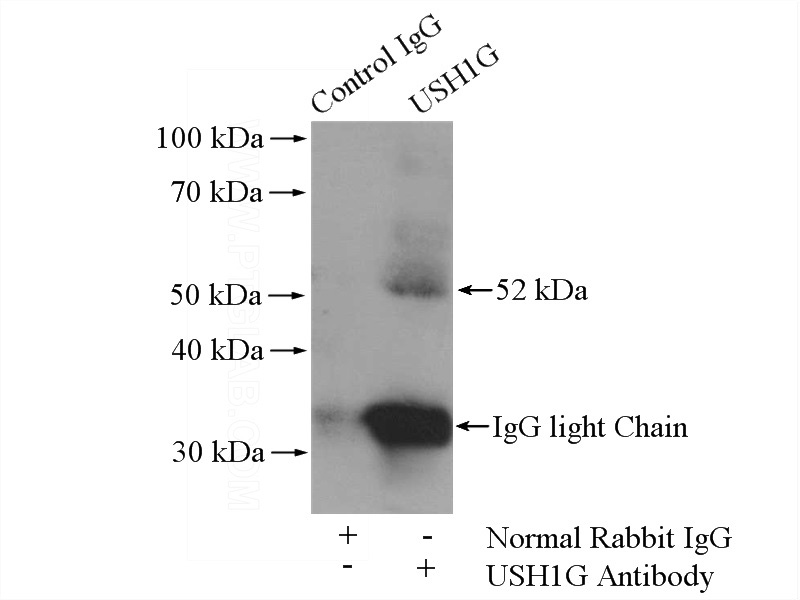 IP Result of anti-USH1G (IP:Catalog No:116582, 4ug; Detection:Catalog No:116582 1:500) with NIH/3T3 cells lysate 1200ug.