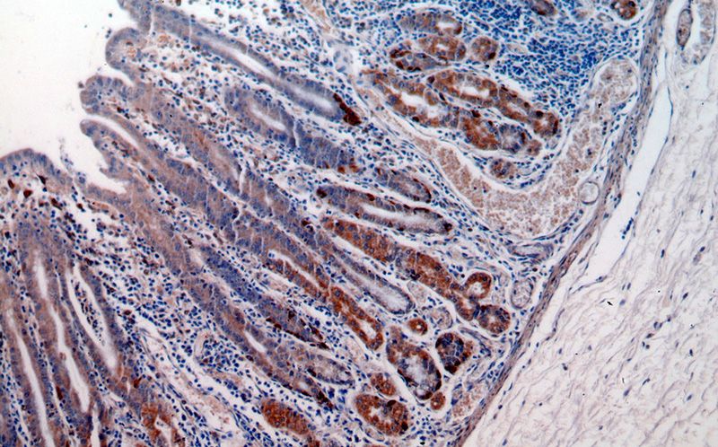Immunohistochemical of paraffin-embedded human stomach using Catalog No:109481(PTGS1 antibody) at dilution of 1:50 (under 10x lens)