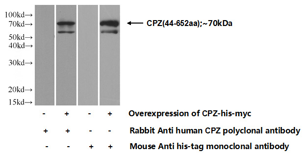 Transfected HEK-293 cells were subjected to SDS PAGE followed by western blot with Catalog No:109535(CPZ Antibody) at dilution of 1:350