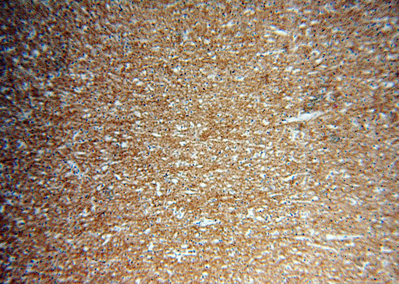 Immunohistochemical of paraffin-embedded human brain using Catalog No:113694(PCDHA3 antibody) at dilution of 1:50 (under 10x lens)