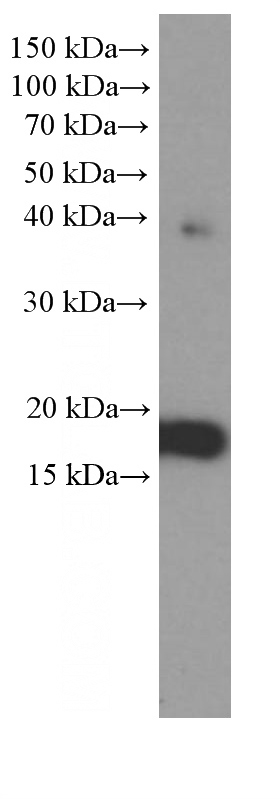 HepG2 cells were subjected to SDS PAGE followed by western blot with Catalog No:107152(CHCHD2 Antibody) at dilution of 1:2000