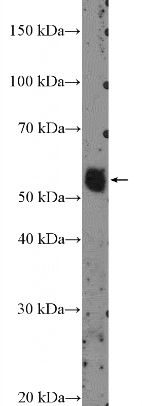 mouse thymus tissue were subjected to SDS PAGE followed by western blot with Catalog No:117184(ZNF488 Antibody) at dilution of 1:600