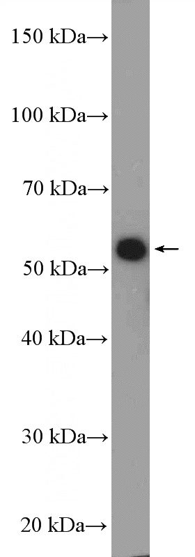 HEK-293 cells were subjected to SDS PAGE followed by western blot with Catalog No:111163(GRWD1 Antibody) at dilution of 1:600