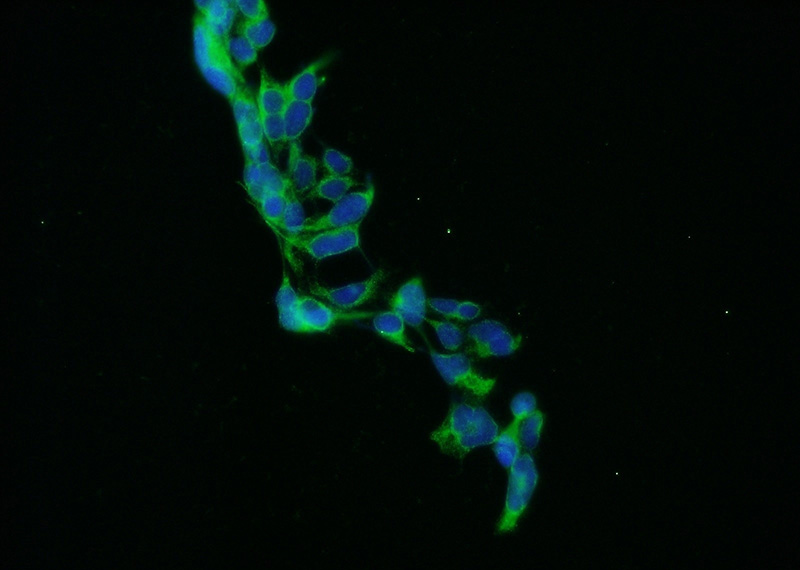 Immunofluorescent analysis of HEK-293 cells using Catalog No:110943(GPHN Antibody) at dilution of 1:50 and Alexa Fluor 488-congugated AffiniPure Goat Anti-Rabbit IgG(H+L)