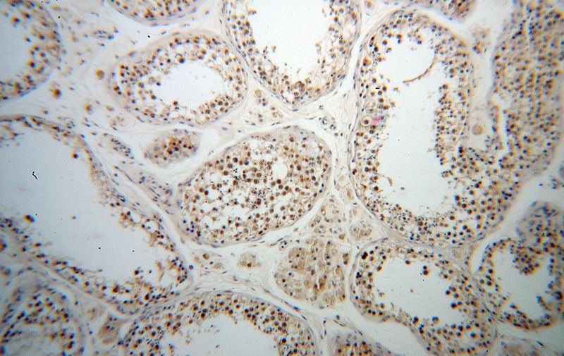 Immunohistochemical of paraffin-embedded human testis using Catalog No:115917(TCP10L antibody) at dilution of 1:50 (under 10x lens)