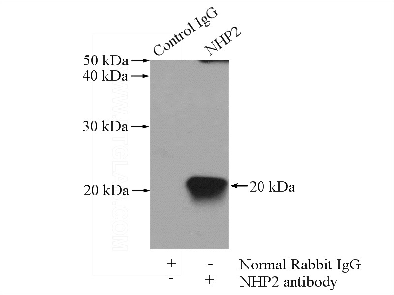 IP Result of anti-NHP2 (IP:Catalog No:113179, 4ug; Detection:Catalog No:113179 1:500) with HepG2 cells lysate 3600ug.