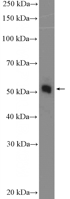 MCF-7 cells were subjected to SDS PAGE followed by western blot with Catalog No:109066(CCM2 Antibody) at dilution of 1:1000