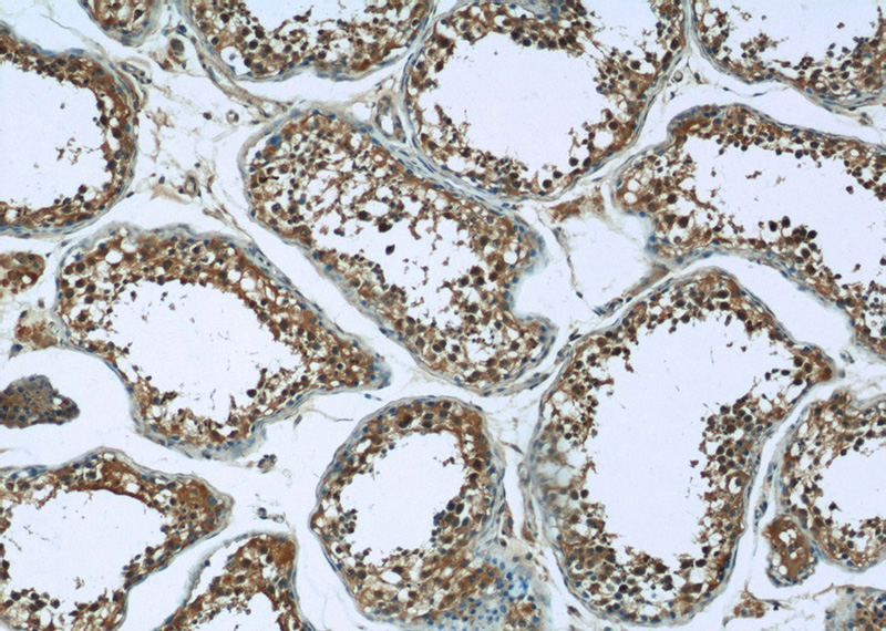 Immunohistochemistry of paraffin-embedded human testis tissue slide using Catalog No:108784(C6orf211 Antibody) at dilution of 1:50 (under 10x lens)