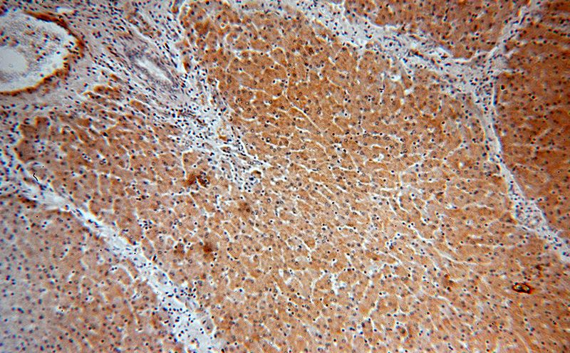 Immunohistochemical of paraffin-embedded human liver using Catalog No:117220(BPNT1 antibody) at dilution of 1:100 (under 10x lens)