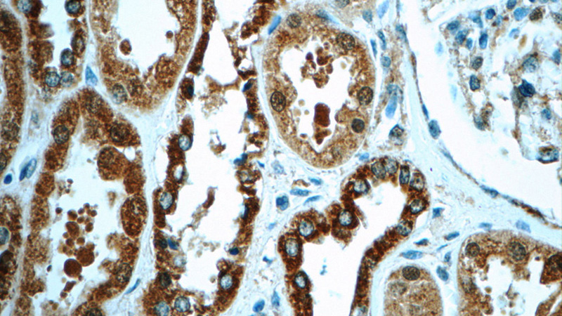 Immunohistochemistry of paraffin-embedded human kidney tissue slide using Catalog No:110584(FAM20C Antibody) at dilution of 1:50 (under 40x lens)