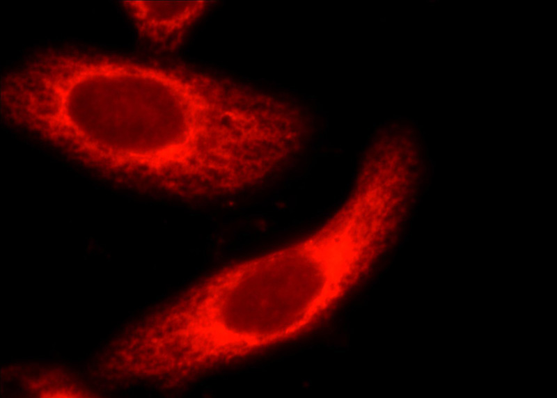 Immunofluorescent analysis of HepG2 cells, using CEP63 antibody Catalog No:109183 at 1:50 dilution and Rhodamine-labeled goat anti-rabbit IgG (red).