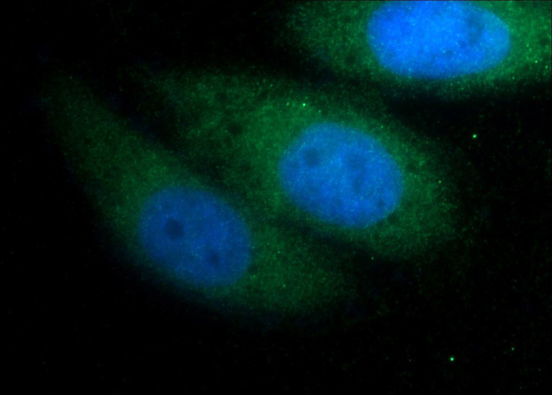 Immunofluorescent analysis of HepG2 cells using Catalog No:110634(FGF18 Antibody) at dilution of 1:50 and Alexa Fluor 488-congugated AffiniPure Goat Anti-Rabbit IgG(H+L)