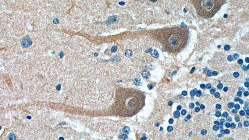Immunohistochemistry of paraffin-embedded human cerebellum tissue slide using Catalog No:113851(PRKCG Antibody) at dilution of 1:200 (under 40x lens).