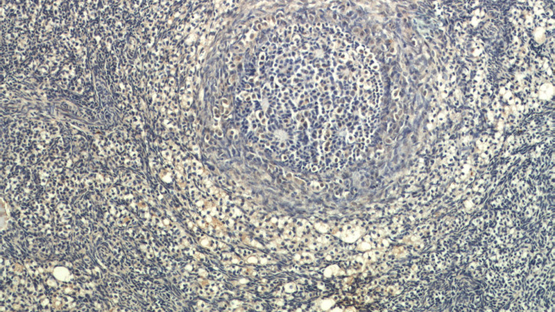 Immunohistochemical of paraffin-embedded human ovary using Catalog No:117050(GLP1 antibody) at dilution of 1:50 (under 10x lens)