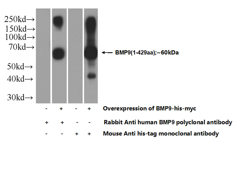 Transfected HEK-293 cells were subjected to SDS PAGE followed by western blot with Catalog No:117201(BMP9 Antibody) at dilution of 1:1000