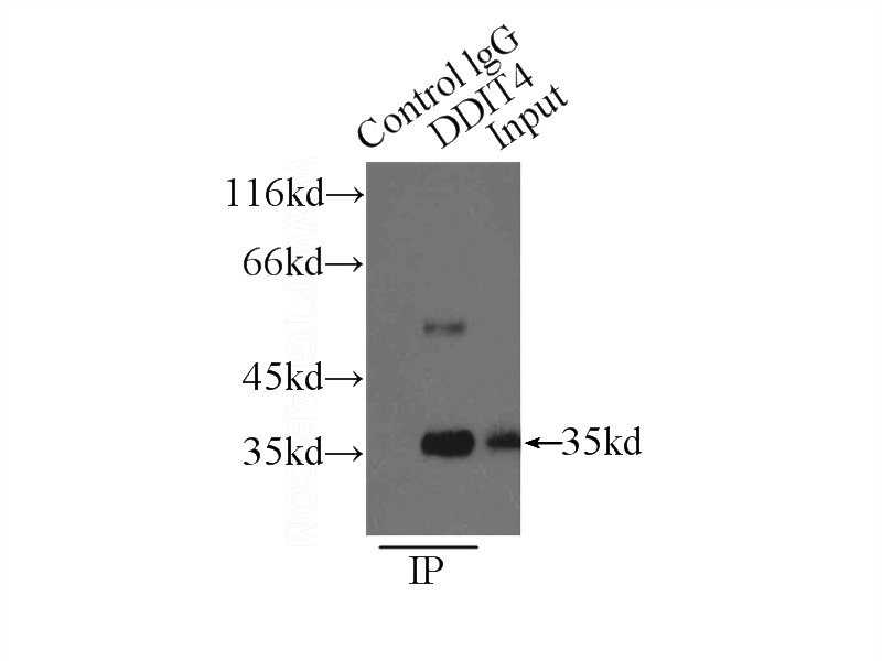 IP Result of anti-REDD1 (IP:Catalog No:114678, 3ug; Detection:Catalog No:114678 1:500) with MCF-7 cells lysate 2500ug.