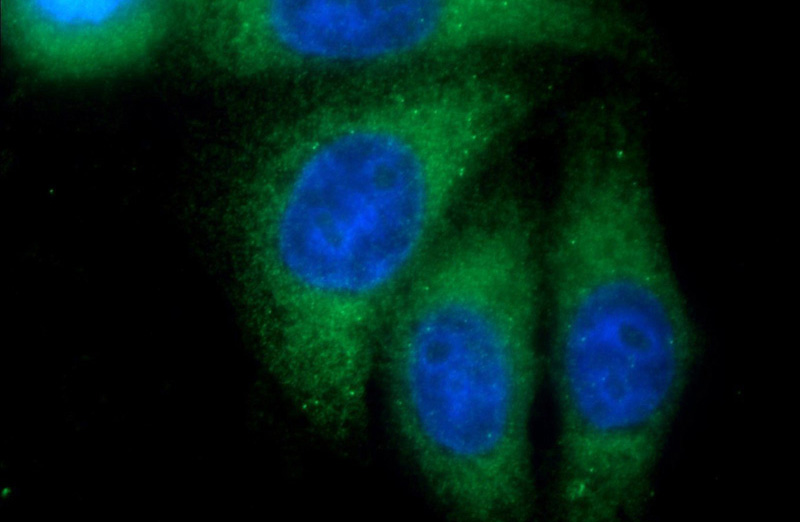 Immunofluorescent analysis of HepG2 cells using Catalog No:113617(PBXIP1 Antibody) at dilution of 1:25 and Alexa Fluor 488-congugated AffiniPure Goat Anti-Rabbit IgG(H+L)