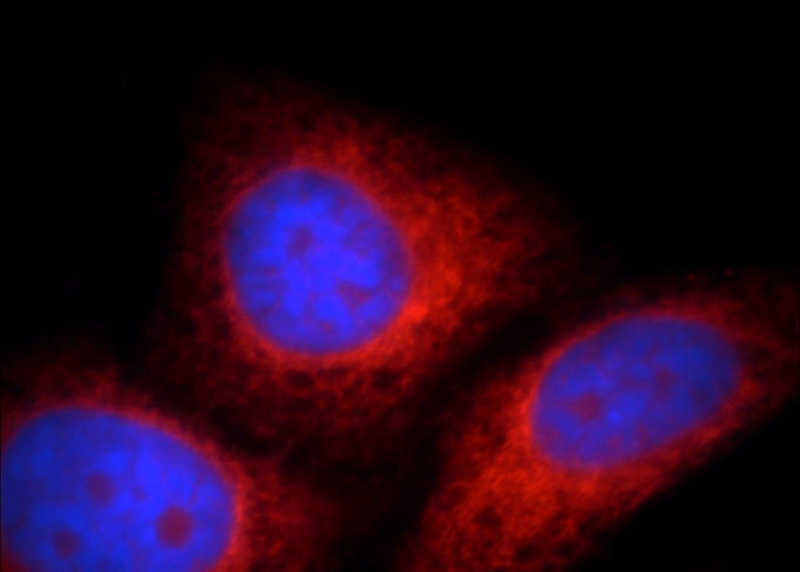 Immunofluorescent analysis of HepG2 cells, using WDR55 antibody Catalog No:116812 at 1:25 dilution and Rhodamine-labeled goat anti-rabbit IgG (red). Blue pseudocolor = DAPI (fluorescent DNA dye).