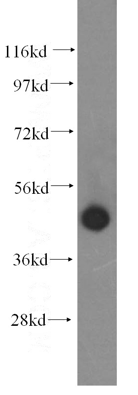 HEK-293 cells were subjected to SDS PAGE followed by western blot with Catalog No:113562(PA2G4 antibody) at dilution of 1:500