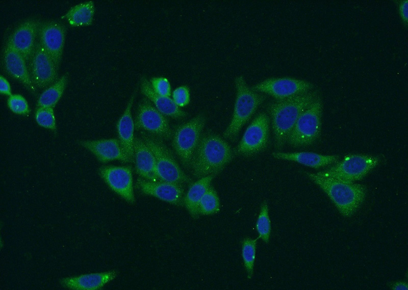 Immunofluorescent analysis of HepG2 cells using Catalog No:114910(RPS5 Antibody) at dilution of 1:50 and Alexa Fluor 488-congugated AffiniPure Goat Anti-Rabbit IgG(H+L)