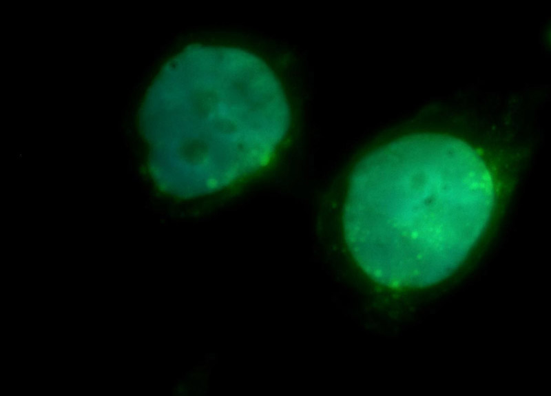 Immunofluorescent analysis of Hela cells, using RAD17 antibody Catalog No:114510 at 1:50 dilution and FITC-labeled donkey anti-rabbit IgG (green). Blue pseudocolor = DAPI (fluorescent DNA dye).