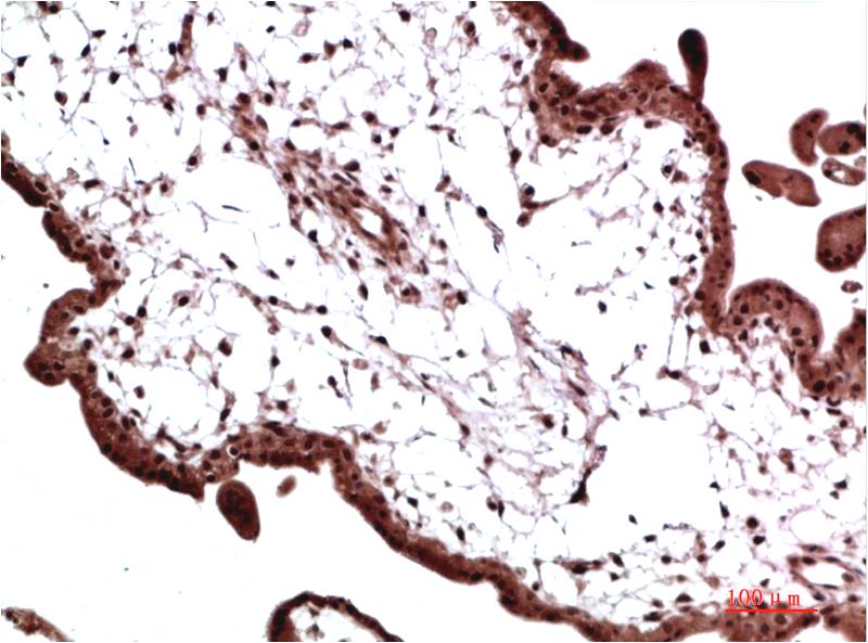 Immunohistochemical analysis of paraffin-embedded Human Placenta Tissue using HP-1γ  Mouse mAb diluted at 1:200.