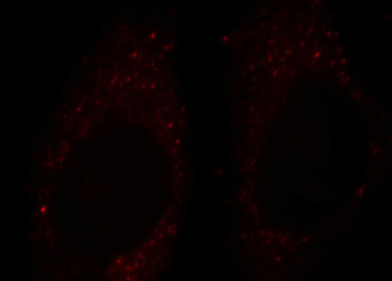 Immunofluorescent analysis of HepG2 cells, using FOXO4 antibody Catalog No:110705 at 1:25 dilution and Rhodamine-labeled goat anti-rabbit IgG (red).
