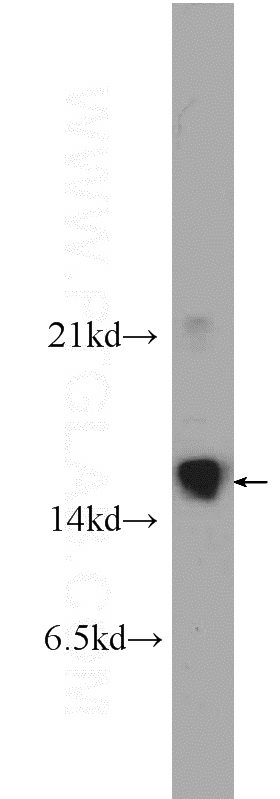 Tunicamycin treated HepG2 cells were subjected to SDS PAGE followed by western blot with Catalog No:108875(Caspase 3 Antibody) at dilution of 1:600