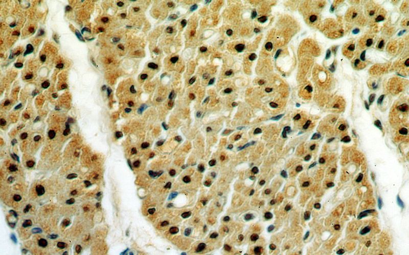 Immunohistochemical of paraffin-embedded human heart using Catalog No:111888(JMJD6 antibody) at dilution of 1:50 (under 40x lens)