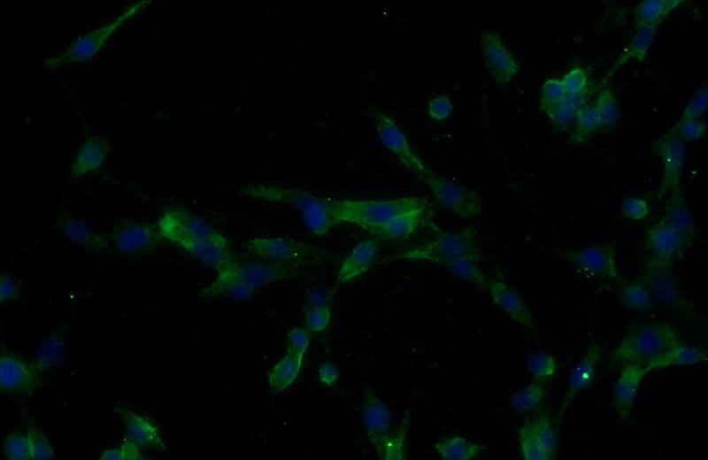 Immunofluorescent analysis of C6 cells using Catalog No:111687(IGFBP4 Antibody) at dilution of 1:25 and Alexa Fluor 488-congugated AffiniPure Goat Anti-Rabbit IgG(H+L)