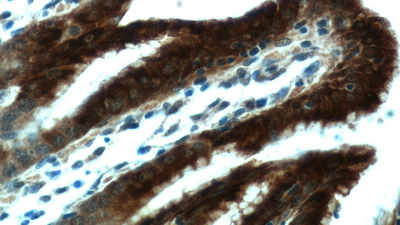 Immunohistochemical of paraffin-embedded human stomach using Catalog No:110876(GKN1 antibody) at dilution of 1:50 (under 40x lens)