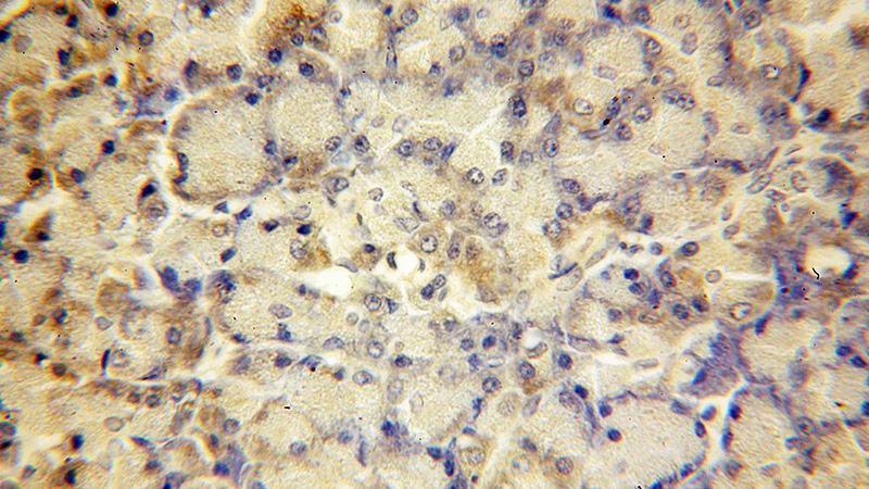 Immunohistochemical of paraffin-embedded human pancreas using Catalog No:108253(ARFIP1 antibody) at dilution of 1:100 (under 40x lens)