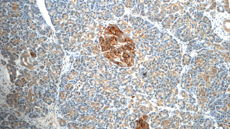 Immunohistochemistry of paraffin-embedded human pancreas tissue slide using Catalog No:114440(RAB3A-specific Antibody) at dilution of 1:50 (under 10x lens)