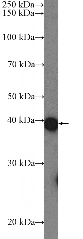 MCF-7 cells were subjected to SDS PAGE followed by western blot with Catalog No:108636(C11orf42 Antibody) at dilution of 1:600