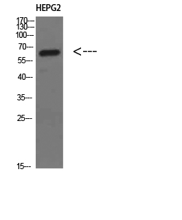 Fig1:; Western Blot analysis of HEPG2 cells using MIA2 Polyclonal Antibody diluted at 1:500. Secondary antibody（catalog#: HA1001) was diluted at 1:20000