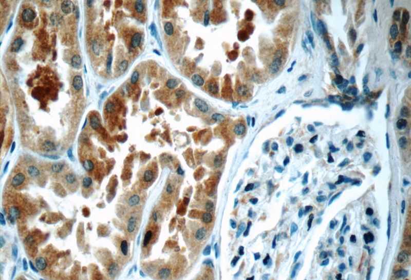 Immunohistochemistry of paraffin-embedded human kidney tissue slide using Catalog No:112045(KIAA0182 Antibody) at dilution of 1:50 (under 40x lens)