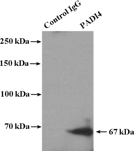 IP Result of anti-PADI4 (IP:Catalog No:113483, 4ug; Detection:Catalog No:113483 1:500) with mouse spleen tissue lysate 4800ug.