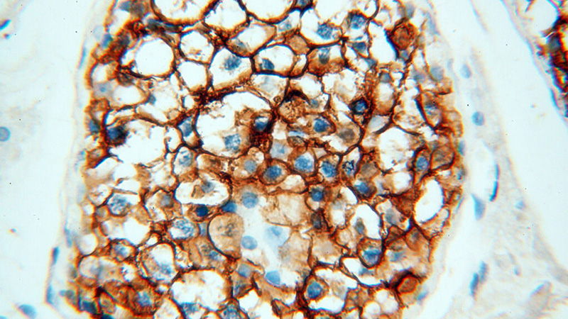 Immunohistochemical of paraffin-embedded human testis using Catalog No:116800(VSIG1 antibody) at dilution of 1:100 (under 40x lens)