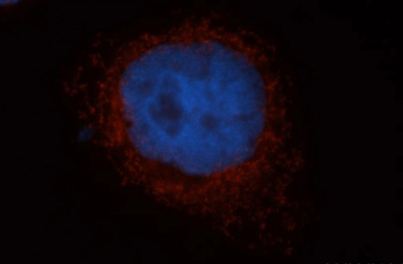 Immunofluorescent analysis of MCF-7 cells, using MRRF antibody Catalog No:112862 at 1:50 dilution and Rhodamine-labeled goat anti-rabbit IgG (red). Blue pseudocolor = DAPI (fluorescent DNA dye).