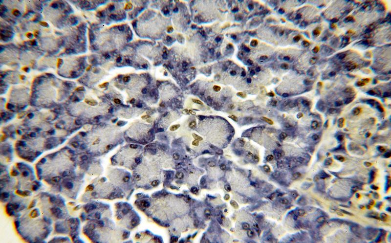 Immunohistochemical of paraffin-embedded human pancreas using Catalog No:111406(HIST2H2BE antibody) at dilution of 1:100 (under 40x lens)