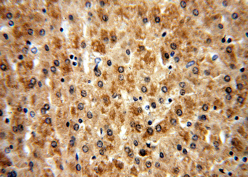 Immunohistochemical of paraffin-embedded human liver using Catalog No:109448(COMT antibody) at dilution of 1:100 (under 40x lens)